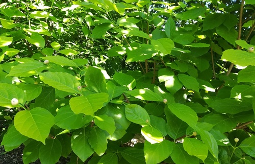 kielichowiec chiński (Calycanthus chinensis (W.C.Cheng & S.Y.Chang)